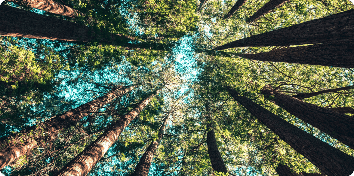 Visão de baixo pra cima da floresta